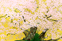 Nakajima Chinami Isshingyo Cherry Blossom （1）