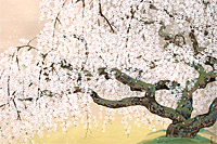 中島千波 夢殿の枝垂桜