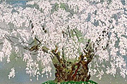 中島千波 坪井の枝垂桜（3）