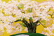 Nakajima Chinami Cherry blossom named "Komatsunagi"