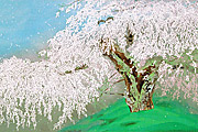 Nakajima Chinami Weeping cherry of Honkyuji temple in sunny day