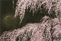 Senju Hiroshi  Cherry tree in full bloom