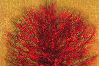Hoshi Joichi treetop – red