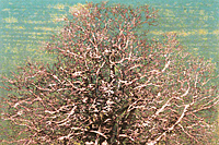 Hoshi Joichi Big tree in early spring