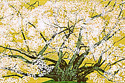 中島千波 素桜神社の神代桜(2004年)
