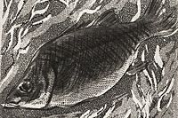 Fujita Tsuguharu (Leonard Foujita) Fish