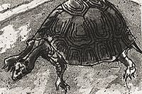 Fujita Tsuguharu (Leonard Foujita) Tortoise