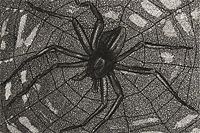 Fujita Tsuguharu (Leonard Foujita) Spider