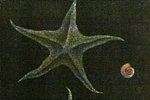 Hamaguchi Yozo Starfish