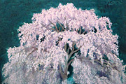 Higashiyama Kaii(new reprint) Luminous Cherry Blossoms (new reprint　picture)