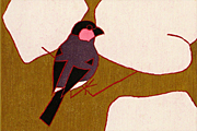Kumagai Morikazu Java sparrow