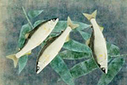 山口華楊 香魚