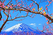Yamagata Hiro Essence of Japan – Enjoying seeing cherry blossom in Mt.Fuji