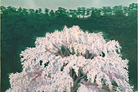 Higashiyama Kaii Luminous Cherry Blossoms