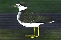 Kayama Matazo Venus Comb and Plover