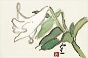 Kumagai Morikazu Lily
