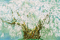 Nakajima Chinami Weeping cherry tree of Tsuboi