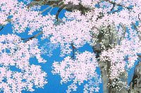 中島千波 富士桜