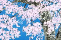 Nakajima Chinami Fuji cherry blossoms