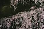 Senju Hiroshi  Cherry blossoms full-bloomed