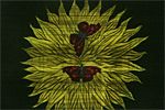 Kayama Matazo Sunflower
