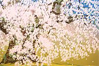中島千波 般若院の枝垂れ桜