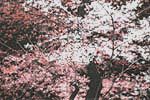 Senju Hiroshi  Cherry blossoms chart