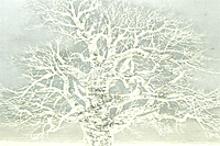 Hoshi Joichi Winter tree