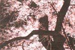 Senju Hiroshi Cherry blossoms chart