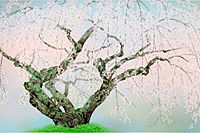 中島千波 夢殿の枝垂桜（1）