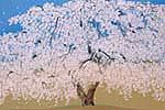 Nakajima Chinami Weeping cherry tree of Kodaiji temple