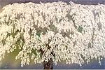 Nakajima Chinami Weeping cherry tree at Mt. Minobu (2)