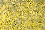 Hoshi Joichi Woods (yellow)