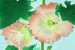 Nakajima Chinami Vivid flower – hollyhock