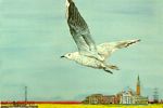 Kinutani Koji  Sea gull in Venice