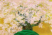 Nakajima Chinami Cherry blossom of Hocchi (higan Sakura)