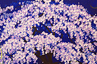 Nakajima Chinami Weeping cherry tree in Spring