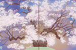 Nakajima Chinami Daigo cherry blossoms (two folding screen)