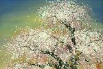 木村圭吾 三春の滝桜