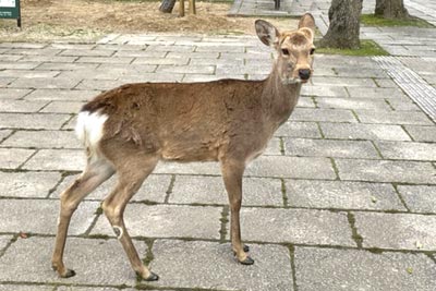 奈良公園　鹿