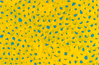 草間彌生 Infinity Nets